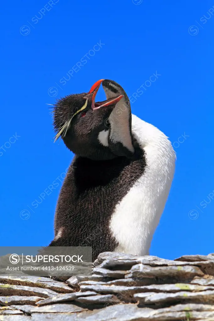 Southern Rockhopper Penguin Falkland Islands