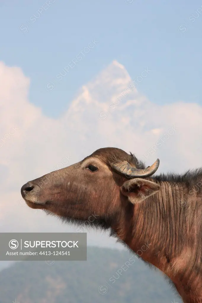 Water Buffalo before Machapuchare Annapurna Nepal