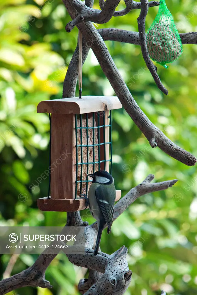 Tit and feeding dish on a tree in a garden
