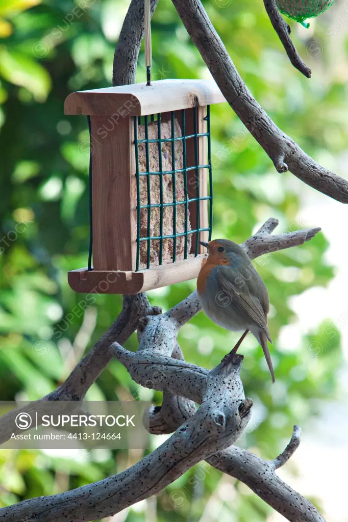 European robin and feeding dish on a tree in a garden