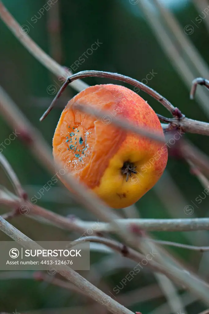 Apple to feed the birds on a tree in a garden