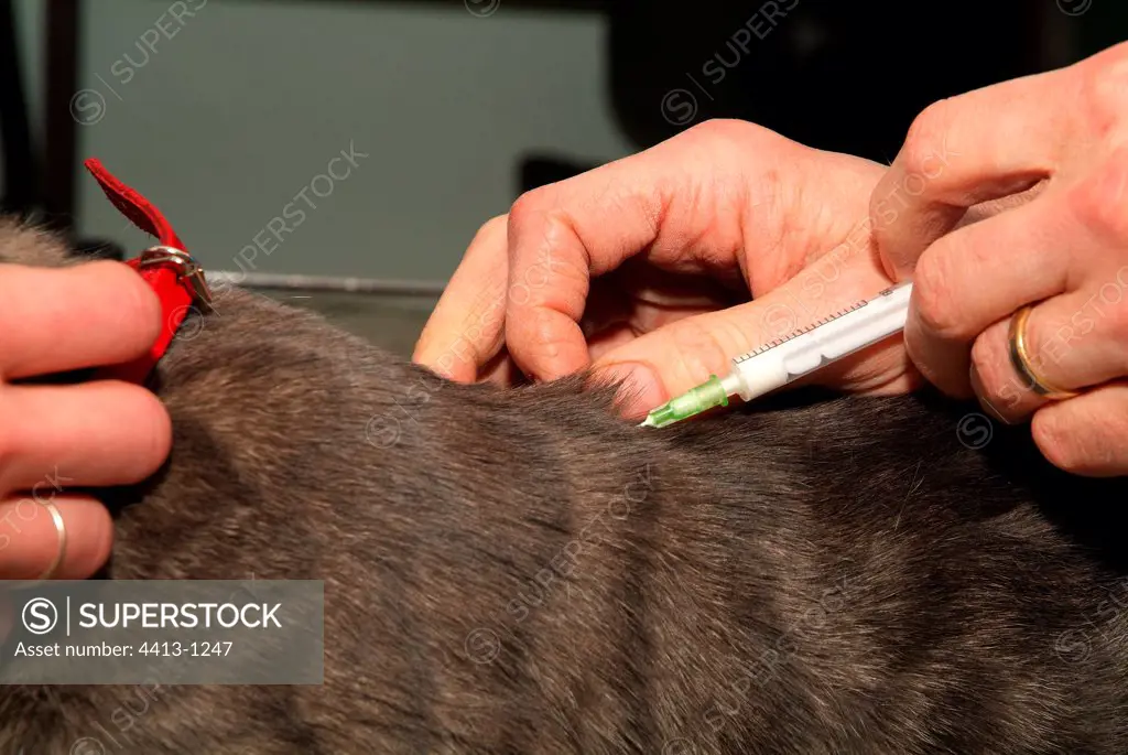 Injection of antibiotics to a European cat gray France