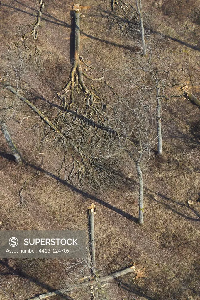 Aerieal view of Oaks felled for logging France