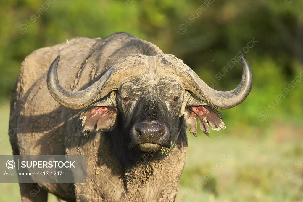 Cape Buffalo National park of Nakuru Kenya
