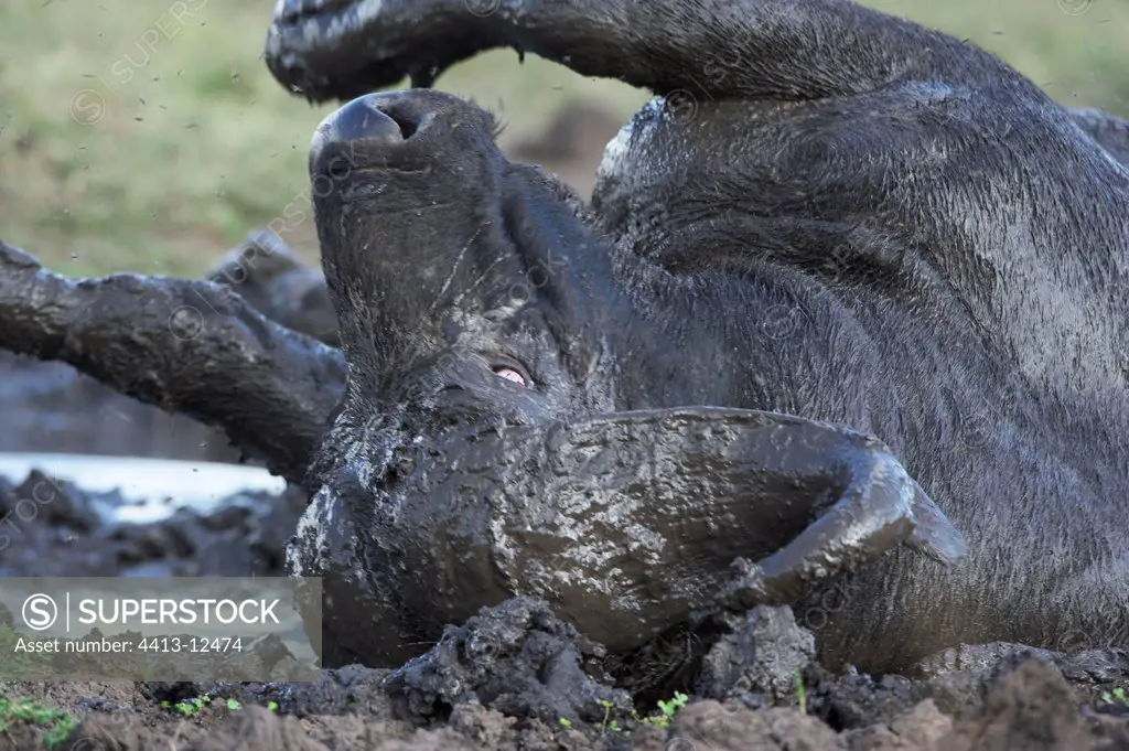 Cape Buffalo in mud Masaï Mara Kenya