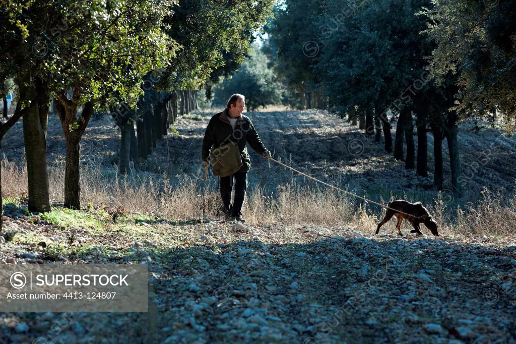 Search of the black truffle in Southern France