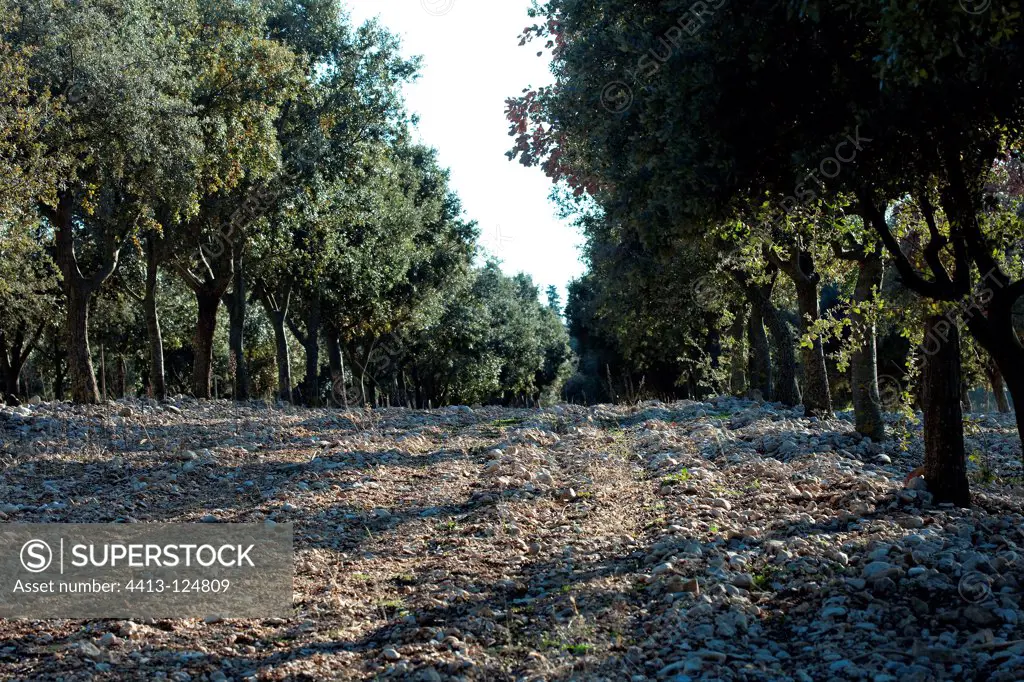 Black truffe plantation in Southern France