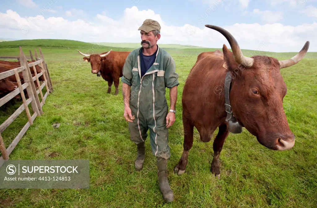 Farmer and Salers cow in the meadow Cantal France
