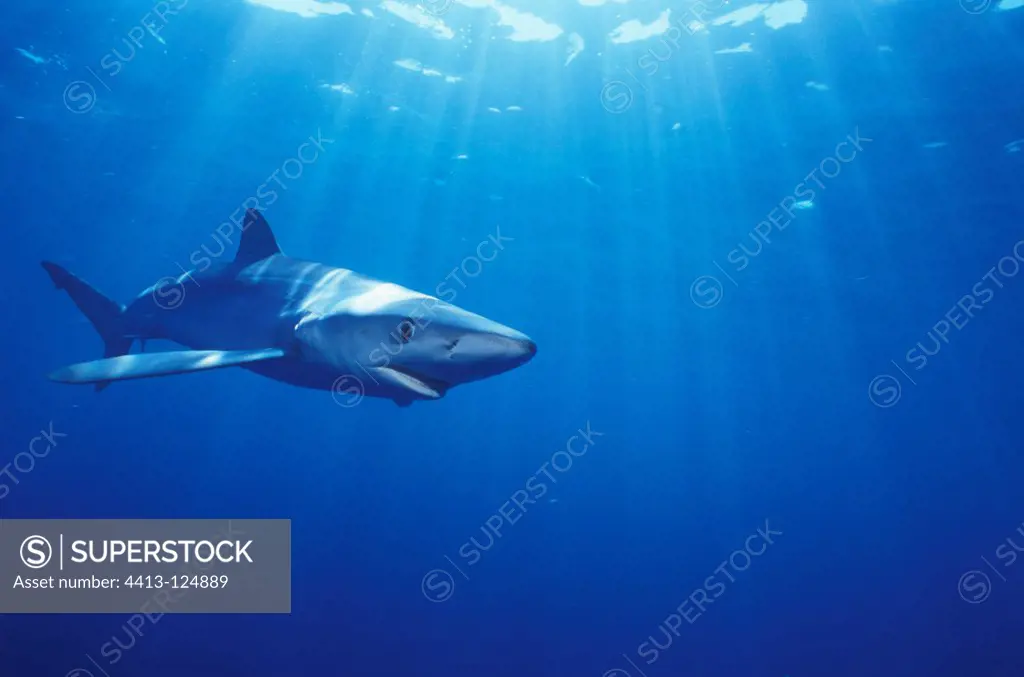 Blue shark swimming off the Cape of Good HopeSouth Africa