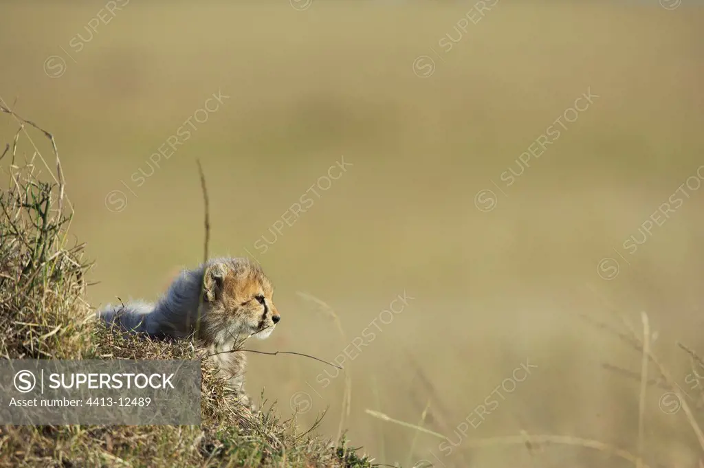 Young Cheetah 2 month old Masaï Mara Kenya