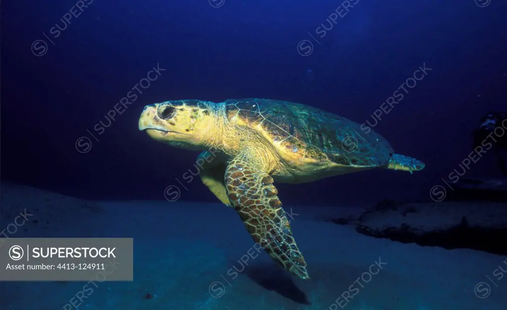 Loggerhead sea turtle swimming Mozambique Indian Ocean