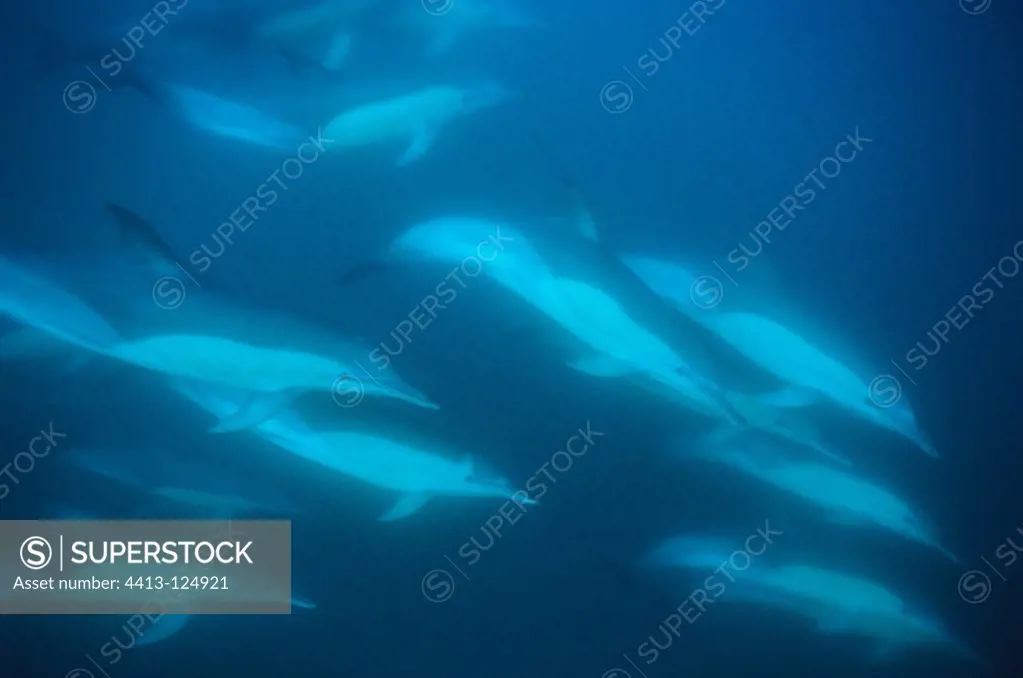 Common dolphins swimming Cape Town South Africa