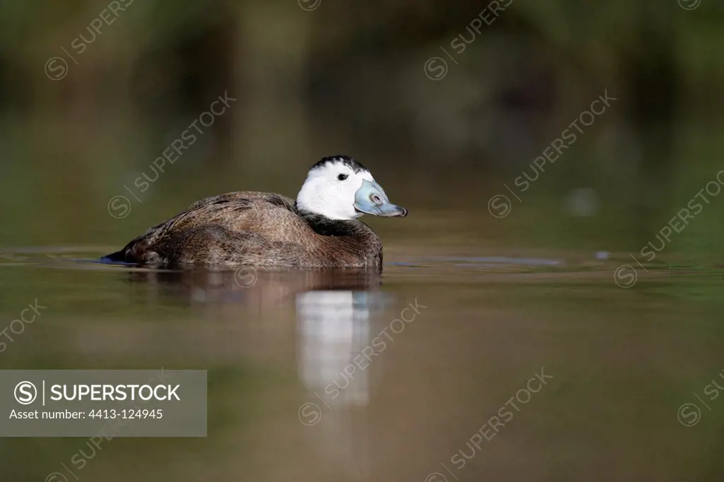 White-headed Duck male swimming Lancashire United-Kingdom