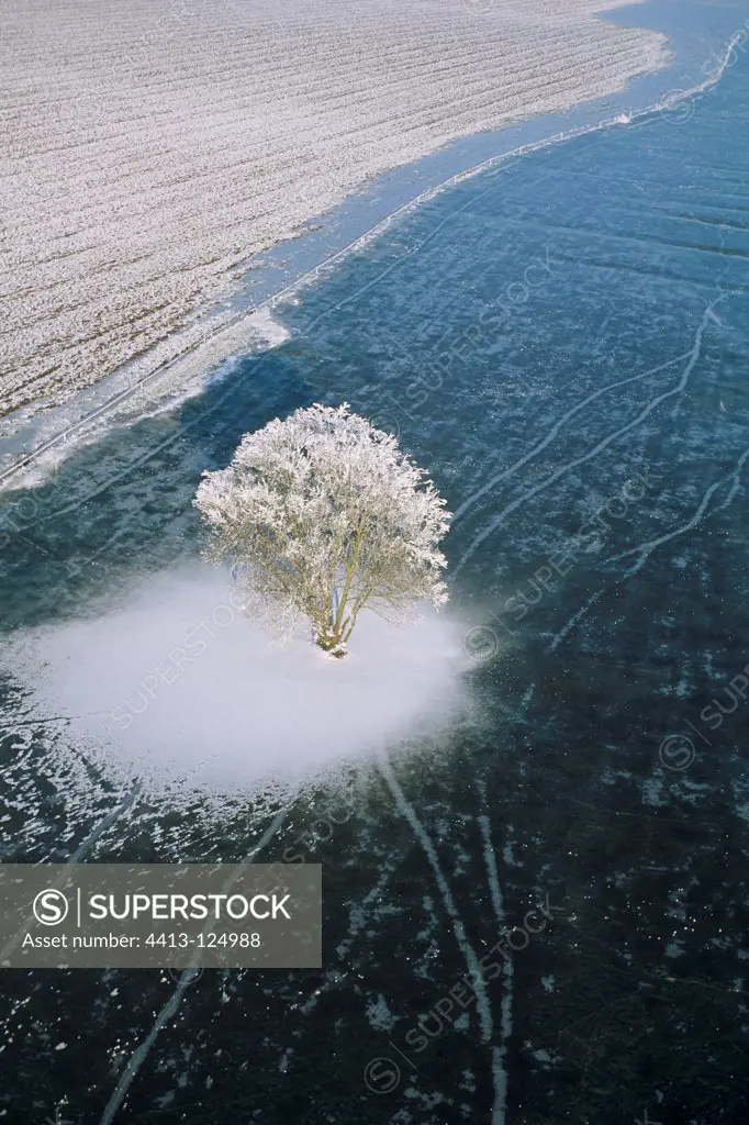 Aerial view of a tree in winter in frosty Moselle France