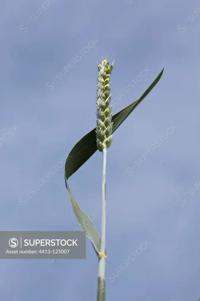 Ear of Wheat Green France