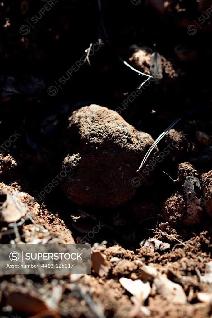Black truffle in the soil