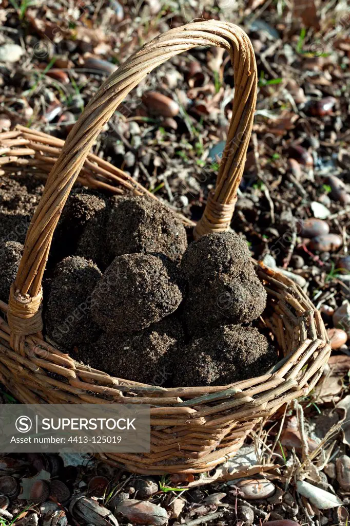 Harvest of black truffles in a basket