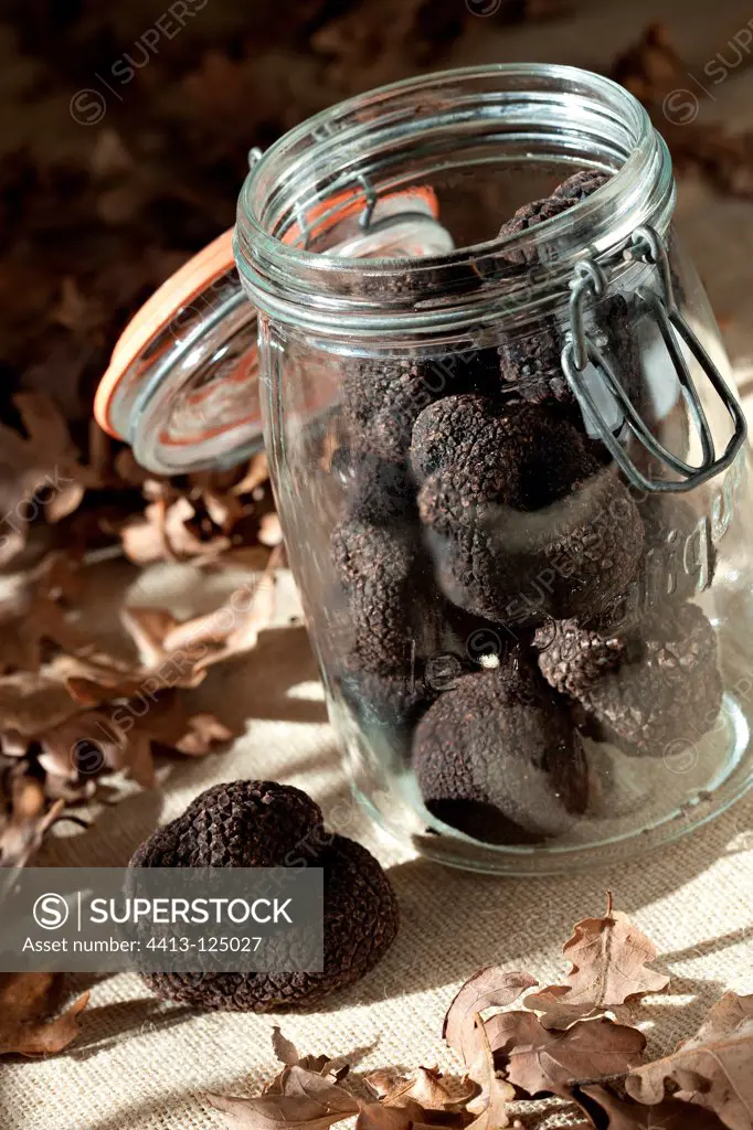 Harvest of black truffles in a jar and oak leaves