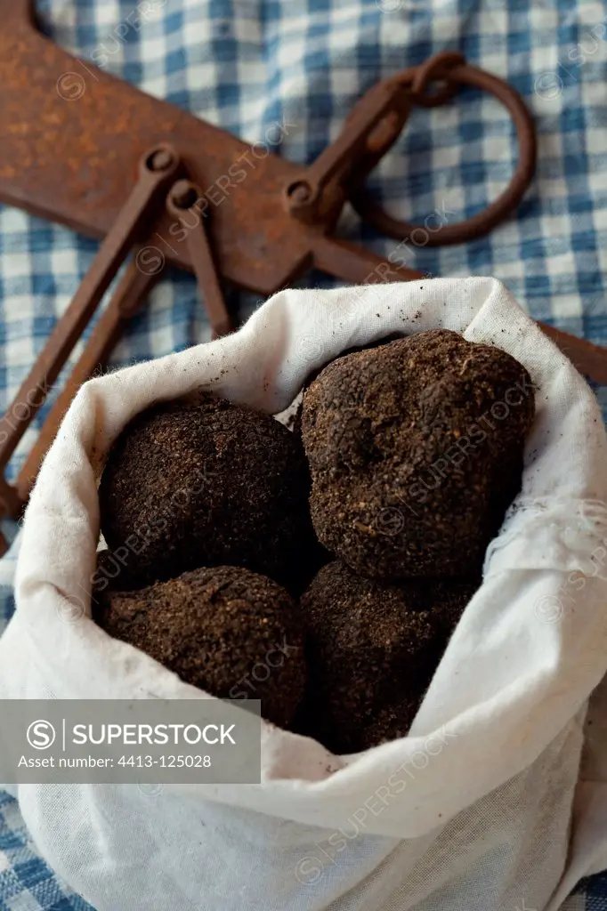 Harvest of black truffles in a fabric bag