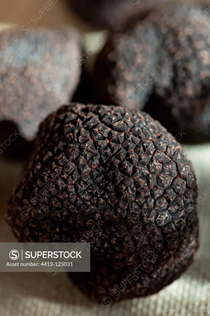 Harvest of cleaned black truffles
