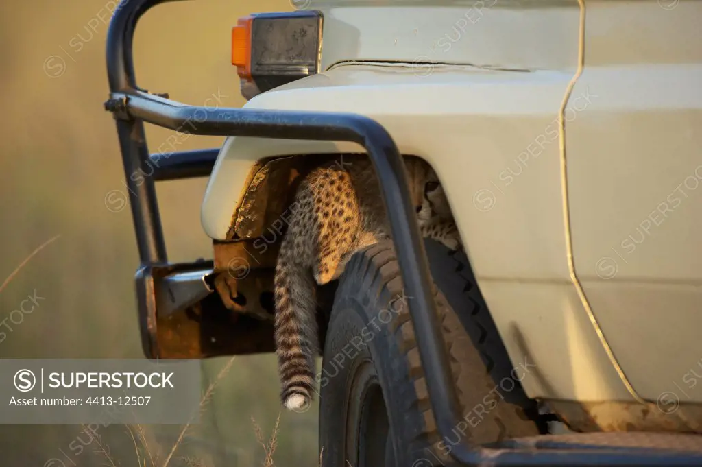 Young 2 months Cheetah under a vehicle Masaï Mara Kenya