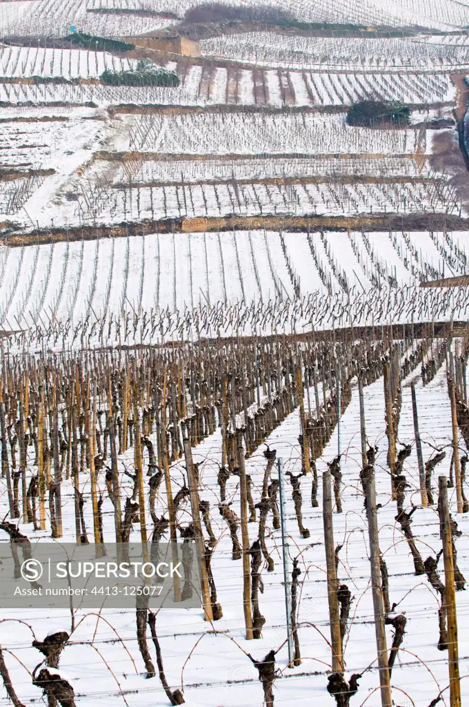 Vineyard Winter Wine Road Alsace France
