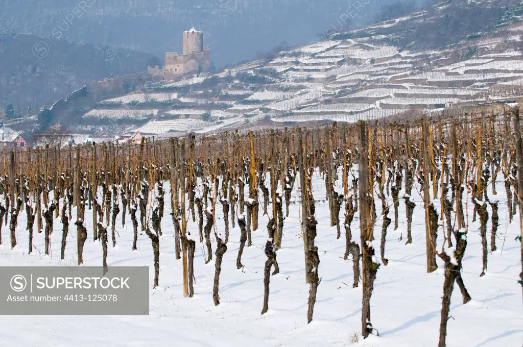 Vineyard Winter and castel Wine Road Alsace France