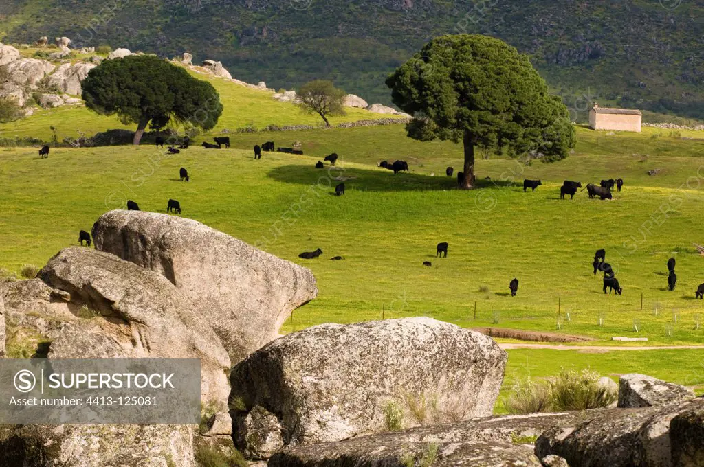 Cows granite blocks and umbrella pines Extremadura Spain