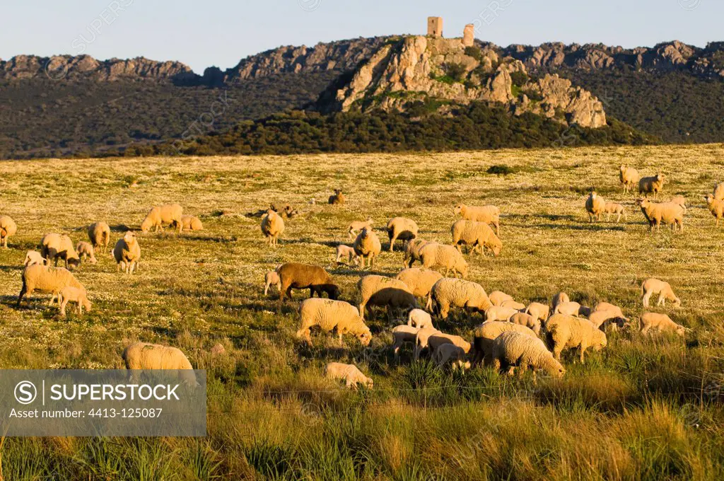 Sheep and Castle Almorchon Extremadura La SerenaSpain