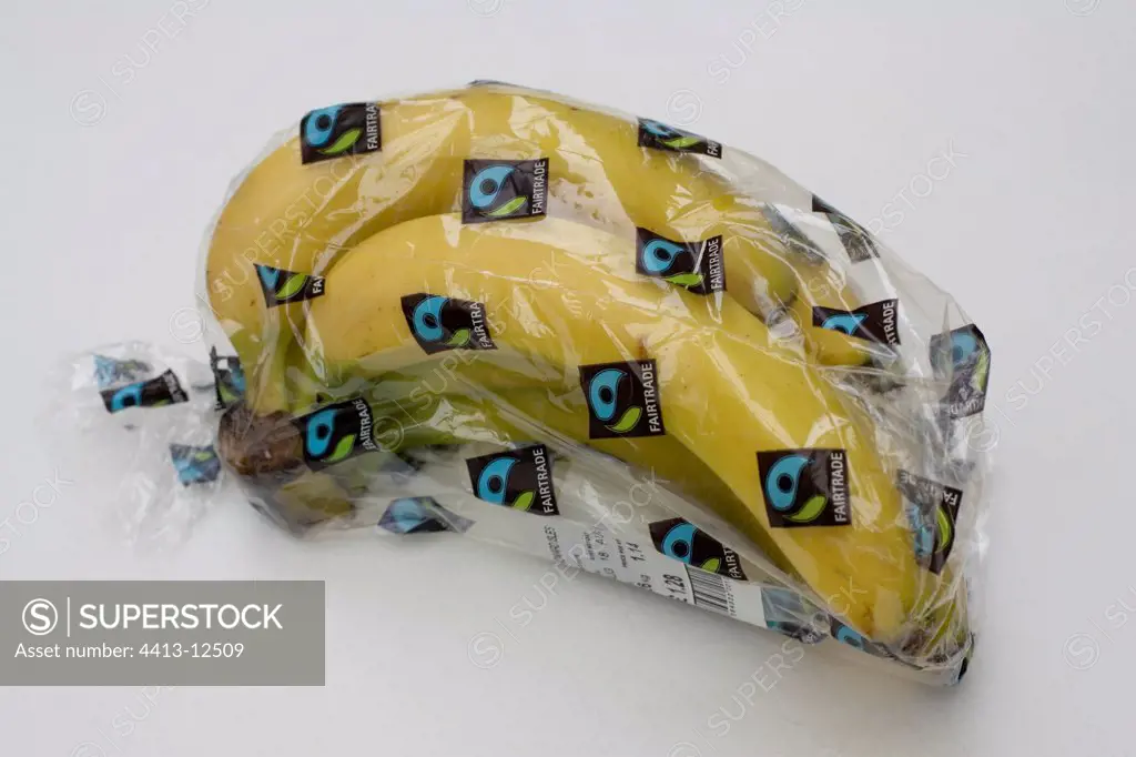Banana bunch from the fairtrade packaged United Kingdom