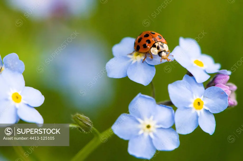 Asian lady beetle on flowers Myosotis Germany