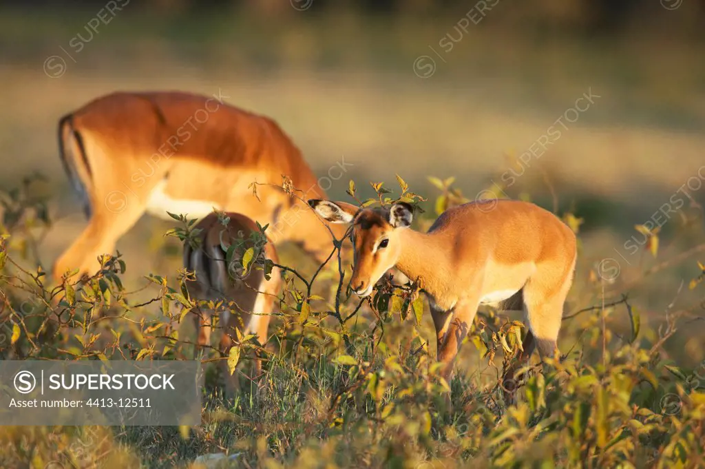 Impalas National park of Nakuru Kenya