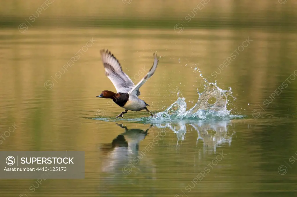 Pochard flying off the surface of a pond Bavaria Germany