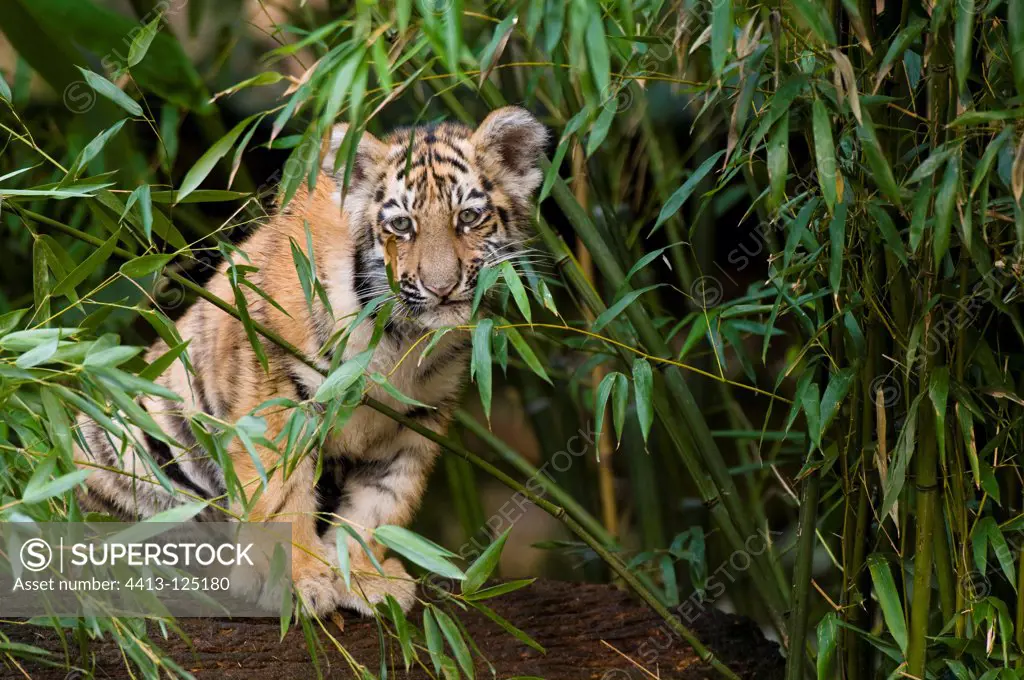 Young Siberian Tiger sitting in the Bamboo