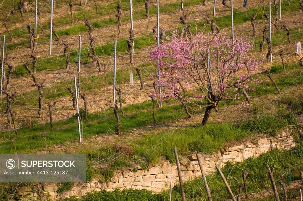 Peach flowers in a vineyard Alsace France