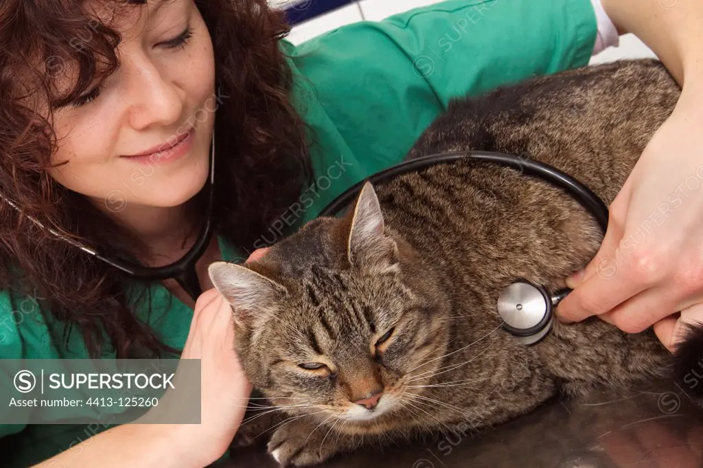 Veterinary controlling the heart of a European cat France