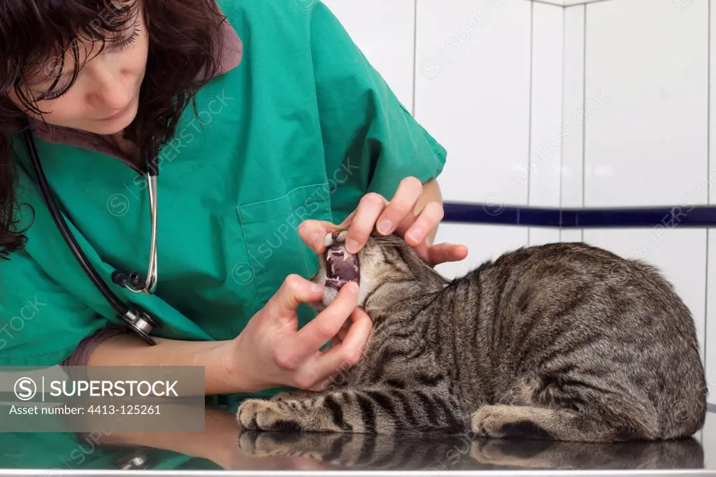 Veterinary controlling the tooths of an European cat France
