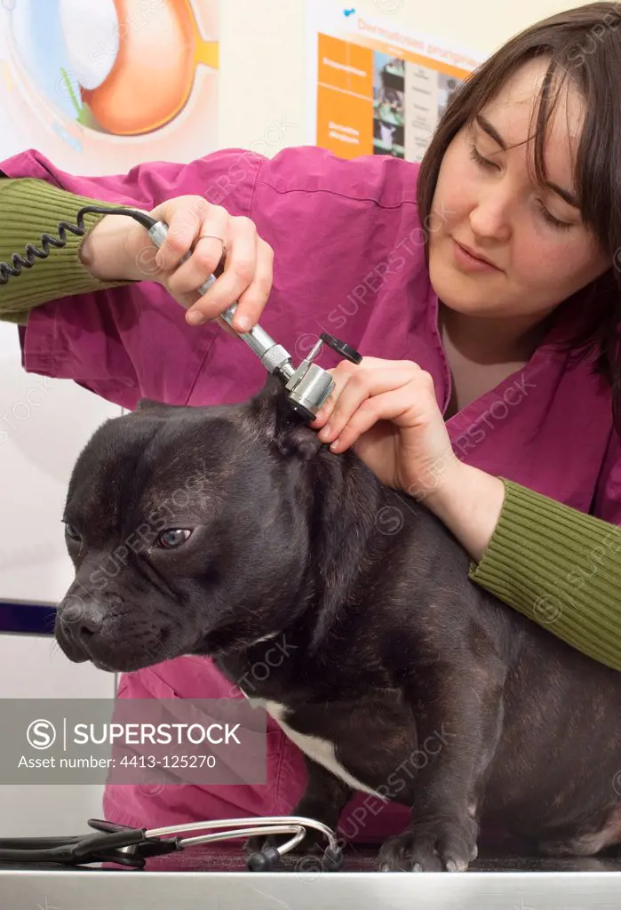Checking the ears of a Staffordshire Bull Terrier