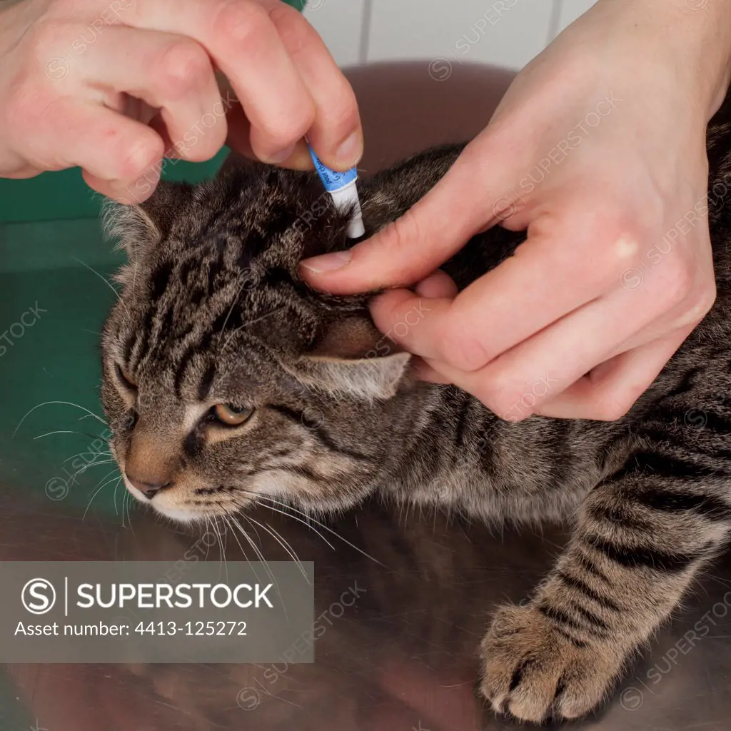 Application of an anti-flea on a cat to a vetFrance