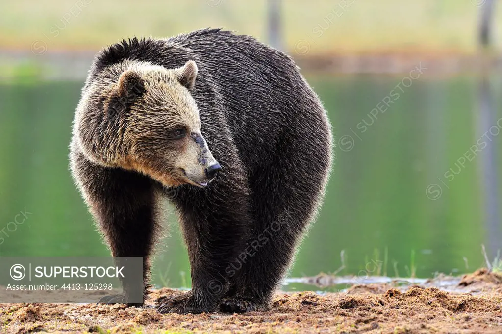 Young Brown Bear on the shores of a lake in Finland