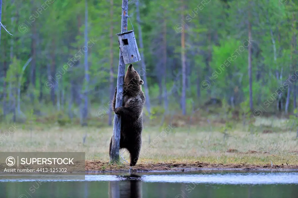 Brown Bear adult interested in a nest box Finland