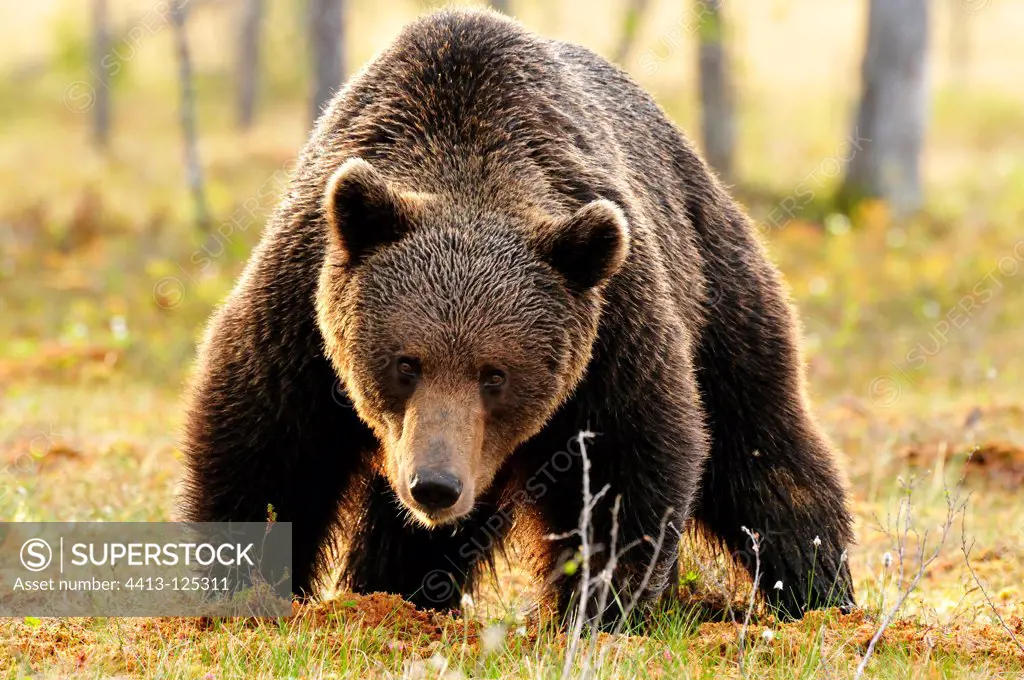 Brown Bear male end of the day in Finland