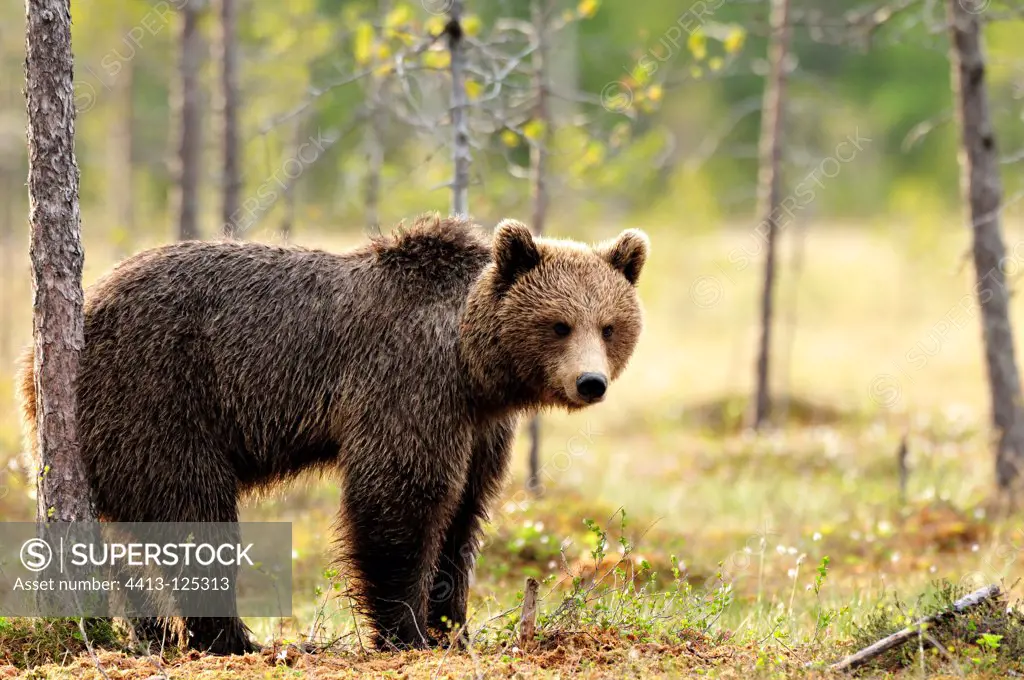 Young male brown bear in the taiga in Finland