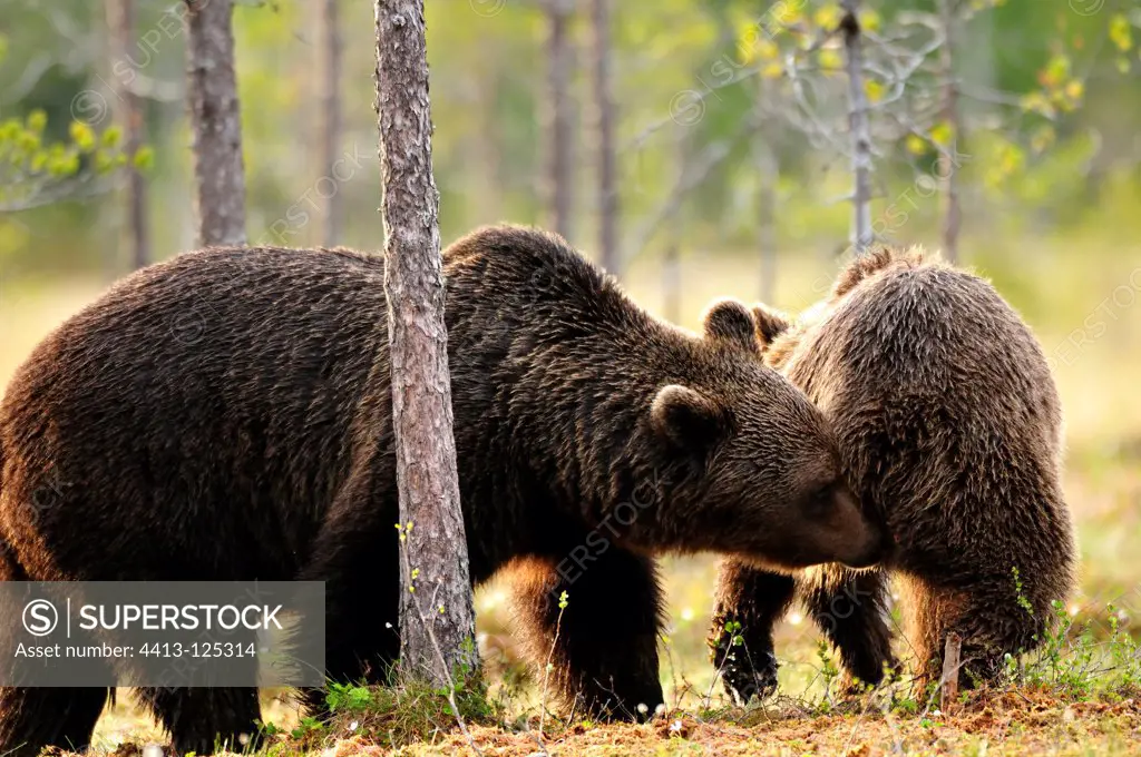 Prelude to the coupling of brown bears in Finland