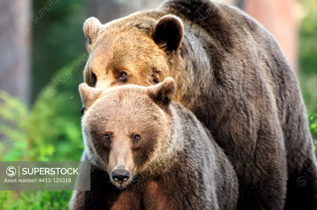 Coupling of brown bears in Finland