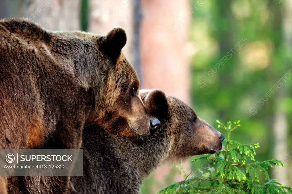 Coupling of brown bears in Finland
