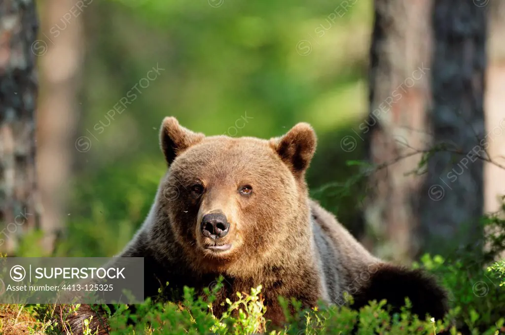Brown bear in the taiga in Finland