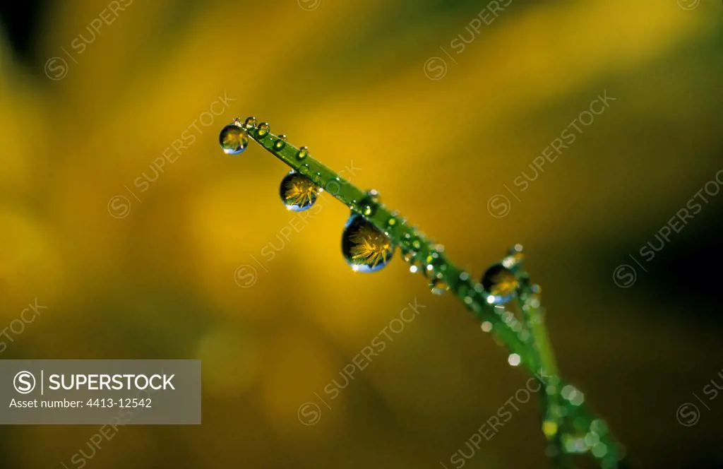 Dewdrop on a grass twig on yellow background