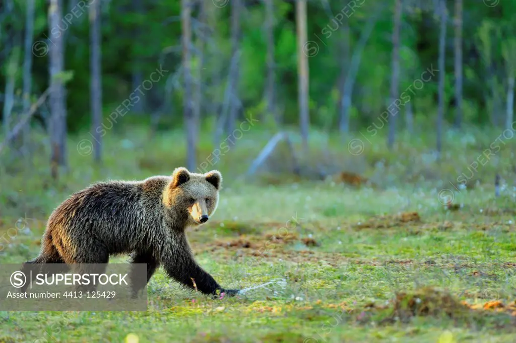 Young Carpathian Brown Bear walking in the taiga Finland