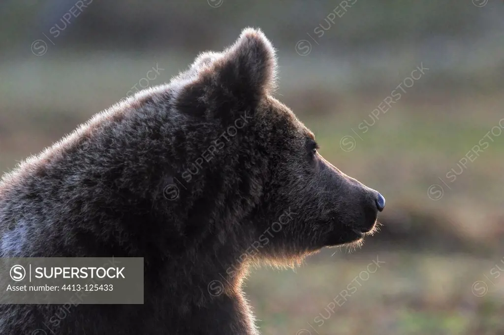 Portrait of Carpathian Brown Bear in Finland